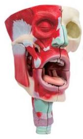 鼻、口、咽喉腔分解模型